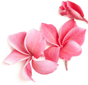 عکس گل